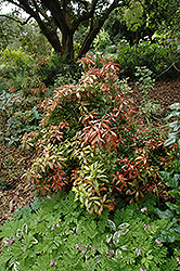 Mountain Fire Japanese Pieris (Pieris japonica 'Mountain Fire') at Lakeshore Garden Centres