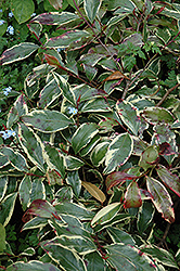 Variegated Cleyera (Cleyera japonica 'Variegata') at Lakeshore Garden Centres