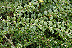 Maigrun Box Honeysuckle (Lonicera nitida 'Maigrun') at Lakeshore Garden Centres