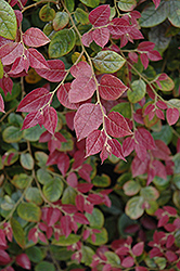 Razzleberri Fringeflower (Loropetalum chinense 'Razzleberri') at Lakeshore Garden Centres