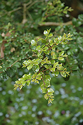 Orange-bark Myrtle (Luma apiculata) at Lakeshore Garden Centres