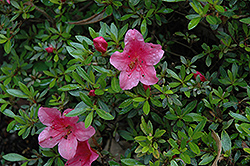 Satsuki Red Azalea (Rhododendron 'Satsuki Red') at Lakeshore Garden Centres