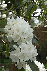Helene Schiffner Rhododendron (Rhododendron 'Helene Schiffner') at Lakeshore Garden Centres