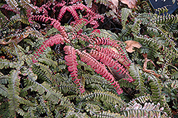 Rough Maidenhair Fern (Adiantum hispidulum) at Lakeshore Garden Centres