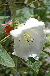 Patricia Marie Rhododendron (Rhododendron 'Patricia Marie') at Lakeshore Garden Centres