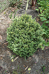 Golden Variegated Boxwood (Buxus sempervirens 'Aureovariegata') at Lakeshore Garden Centres