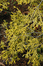 Chabo Yadori Hinoki Falsecypress (Chamaecyparis obtusa 'Chabo Yadori') at Lakeshore Garden Centres