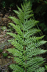 Giant Chain Fern (Woodwardia fimbriata) at Lakeshore Garden Centres