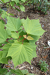 White Tigress Maple (Acer tegmentosum 'White Tigress') at Lakeshore Garden Centres