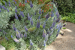Rose Cone Flower (Isopogon formosus) at Lakeshore Garden Centres