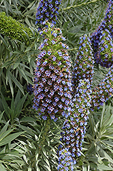 Rose Cone Flower (Isopogon formosus) at Lakeshore Garden Centres