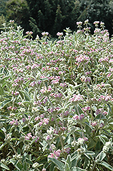 Italian Jerusalem Sage (Phlomis italica) at Lakeshore Garden Centres