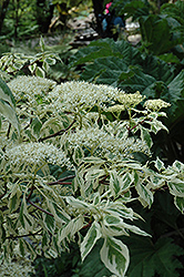 Variegated Giant Dogwood (Cornus controversa 'Variegata') at Lakeshore Garden Centres