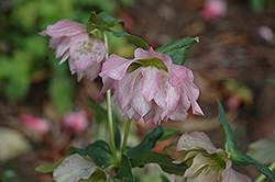 Ballerina Hellebore (Helleborus 'Ballerina') at Lakeshore Garden Centres