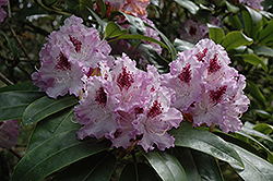 Blue Peter Rhododendron (Rhododendron 'Blue Peter') at Lakeshore Garden Centres
