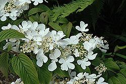 Triumph Doublefile Viburnum (Viburnum plicatum 'Trizam') at Lakeshore Garden Centres