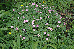 Claridge Druce Cranesbill (Geranium x oxonianum 'Claridge Druce') at Lakeshore Garden Centres