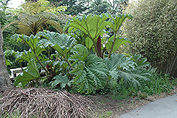 Giant Rhubarb (Gunnera tinctoria) at Lakeshore Garden Centres