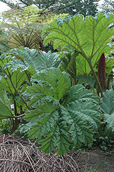 Giant Rhubarb (Gunnera tinctoria) at Lakeshore Garden Centres