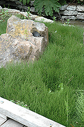 Dwarf Horsetail (Equisetum scirpoides) at A Very Successful Garden Center