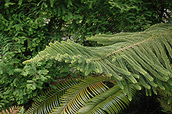 Norfolk Island Pine (Araucaria heterophylla) at Lakeshore Garden Centres