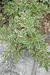 Wyn's Wonder Variegated Correa (Correa 'Wyn's Wonder') at Lakeshore Garden Centres