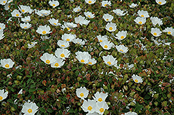Prostrate Sageleaf Rockrose (Cistus salviifolius 'Prostratus') at Lakeshore Garden Centres