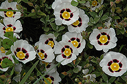 Snowfire Rockrose (Cistus 'Snowfire') at Lakeshore Garden Centres