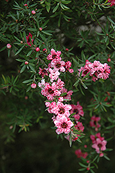 Helene Strybing Tea-Tree (Leptospermum scoparium 'Helene Strybing') at Lakeshore Garden Centres