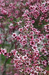 Helene Strybing Tea-Tree (Leptospermum scoparium 'Helene Strybing') at Lakeshore Garden Centres