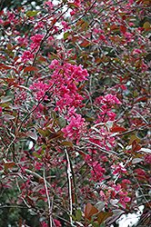 Lemoine Purple Flowering Crab (Malus x purpurea 'Lemoinei') at Lakeshore Garden Centres