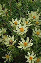 Cloudbank Ginny Conebush (Leucadendron 'Cloudbank Ginny') at Lakeshore Garden Centres