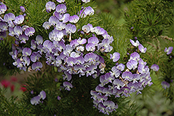 African Scurf Pea (Psoralea pinnata) at Lakeshore Garden Centres