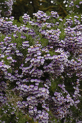 African Scurf Pea (Psoralea pinnata) at Lakeshore Garden Centres