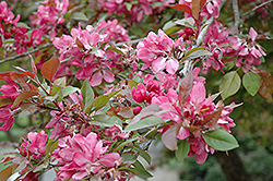 Crimson King Flowering Crab (Malus 'Crimson King') at Lakeshore Garden Centres