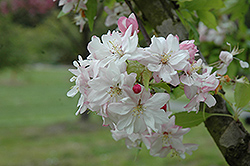 Scheidecker Flowering Crab (Malus x scheideckeri) at Lakeshore Garden Centres