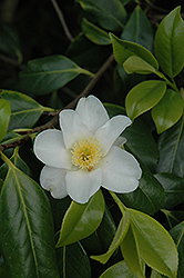 Francis Hanger Camellia (Camellia x williamsii 'Francis Hanger') at Lakeshore Garden Centres