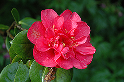 Extravaganza Pink Camellia (Camellia japonica 'Extravaganza Pink') at Lakeshore Garden Centres