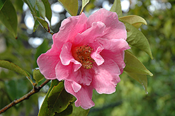 Valley Knudsen Camellia (Camellia 'Valley Knudsen') at Lakeshore Garden Centres