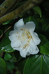 Elizabeth Dowd Silver Camellia (Camellia 'Elizabeth Dowd Silver') at Lakeshore Garden Centres