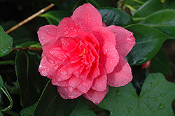 Mike Whitman Camellia (Camellia 'Mike Whitman') at Lakeshore Garden Centres