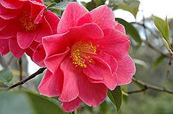 Frank Houser Camellia (Camellia 'Frank Houser') at Lakeshore Garden Centres