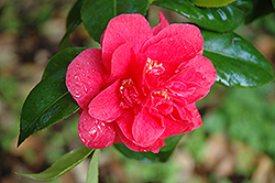 Island Sunset Camellia (Camellia 'Island Sunset') at Lakeshore Garden Centres