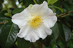 Golden Dome Camellia (Camellia 'Golden Dome') at Lakeshore Garden Centres
