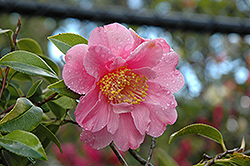 Rob Roy Camellia (Camellia 'Rob Roy') at Lakeshore Garden Centres