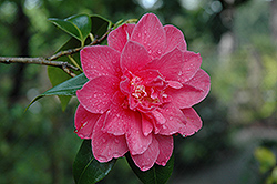 Mary Agnes Patin Camellia (Camellia 'Mary Agnes Patin') at Lakeshore Garden Centres