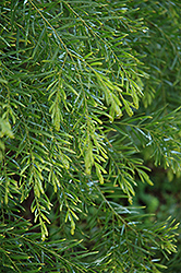 Silver Sheep's Burr (Acaena argentea) at Lakeshore Garden Centres