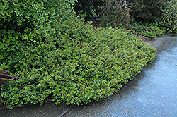 Dusky Bells Correa (Correa 'Dusky Bells') at Lakeshore Garden Centres