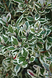 Variegated New Zealand Christmas Bush (Metrosideros kermadecensis 'Variegata') at Lakeshore Garden Centres