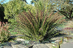 Cape Restio (Rhodocoma capensis) at Lakeshore Garden Centres